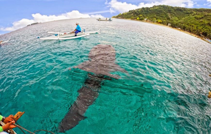 Cebu Tour Package (Alpha City Suites)
