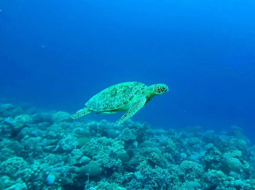Come with us to Bohol!