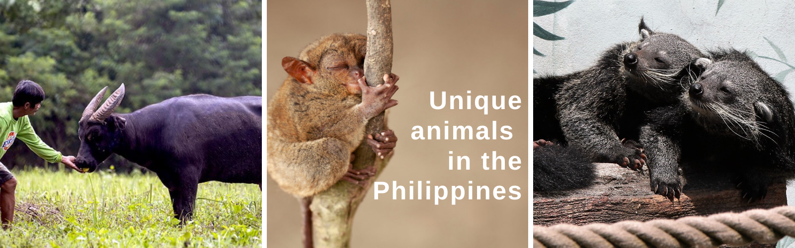 Three unique animals to see on your visit to Philippines
